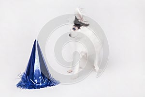 Long hair Chihuahua on a white background