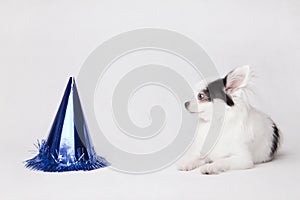 Long hair Chihuahua on a white background