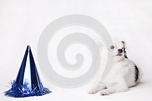 Long hair Chihuahua on a white background