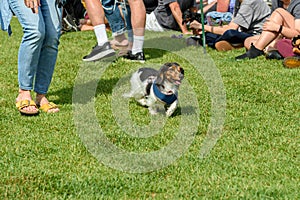 Long Hair Dachshund Runs With Owner Past Spectators