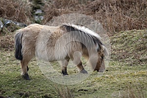 Long hair on the Dartmoor pony