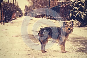Long hair dog under falling snow standing on a winter empty street, vintage style.