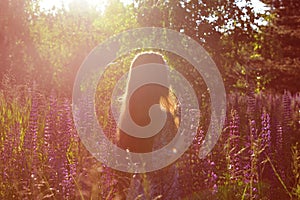 Long hair girl girl stands in a lupine field in the rays of the setting sun. Backlight, wild blue-purple lupins