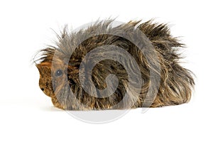 Long Hair Guinea Pig, cavia porcellus, Adult against White Background