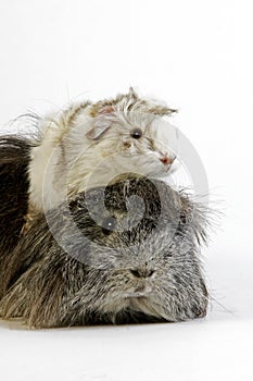 Long Hair Guinea Pig, cavia porcellus, Adults against White Background