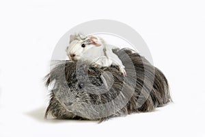 Long Hair Guinea Pig, cavia porcellus, Adults standing against White Background