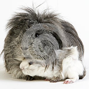 Long Hair Guinea Pig, cavia porcellus against White Background