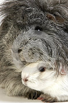 Long Hair Guinea Pig, cavia porcellus, Portrait of Adults