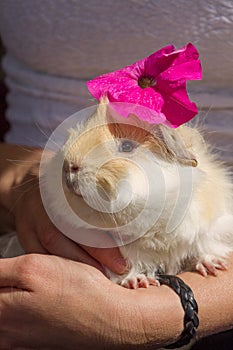 Long hair peruvian guinea pig white and gold with a pink petunia in his head in the hands of his owner.