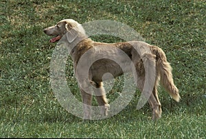 Long Hair Weimar Pointer Dog, Adult standing on Grass