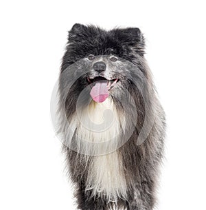 Long haired akita inu, isolated on white