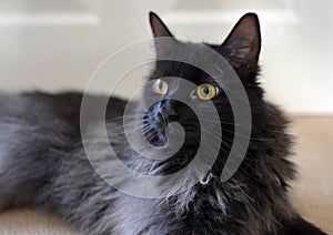 LONG HAIRED BLACK CAT