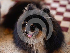 Long haired black pomeranian puppy lying