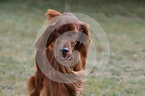 Long Haired Brown Dachshund Dog
