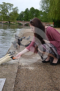 Long haired brunette lady feeding a Mute Swan Cygnus olor that bites her fingers