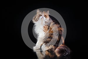 long-haired cat on a black background. Persian breed tricolor.