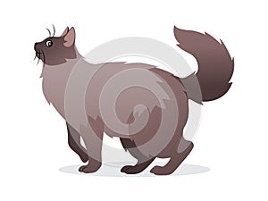 Long-haired cat with long fluffy tail icon, pet isolated on white background, domestic animal, vector illustration in