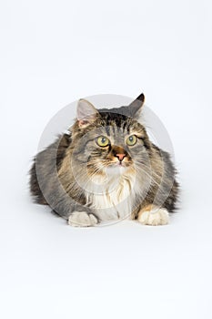 Long-haired cat lying on a white background