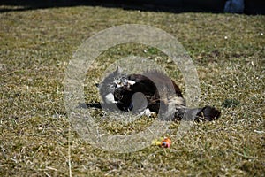 Long haired cat playing on grass