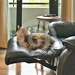 Long haired cat rests on lounger foot rest, gazes out window.