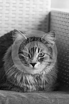 Long haired cat of siberian breed in relax on a sofa, monochrome