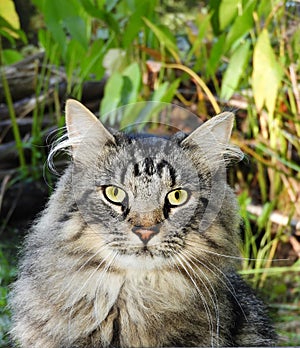 Long haired cat sits regally in open field grass