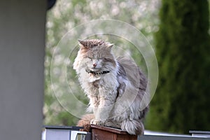 Long-haired cat is sitting and resting. Focus on cat.