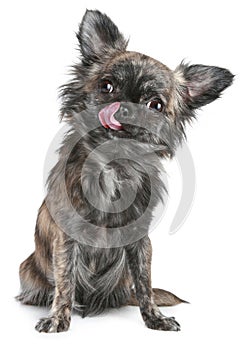 Long-haired chihuahua dog