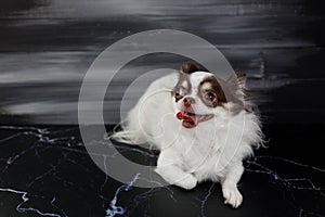 Long haired chihuahua dog closeup portrait isolated on black background