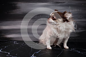 Long haired chihuahua dog closeup portrait isolated on black background