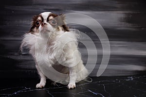 Long haired chihuahua dog closeup portrait isolated on black background