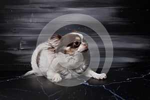 Long haired chihuahua dog closeup portrait isolated on black background