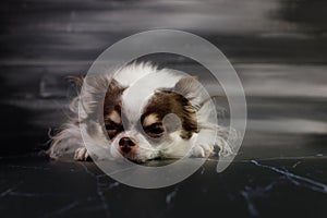 Long haired chihuahua dog closeup portrait isolated on black background