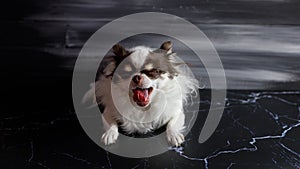 Long haired chihuahua dog closeup portrait isolated on black background