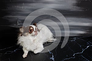 Long haired chihuahua dog closeup portrait isolated on black background