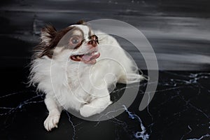 Long haired chihuahua dog closeup portrait isolated on black background