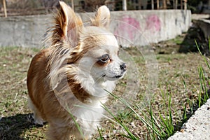 Long haired Chihuahua dog outdoor. Cute golden Chihuahua from Mexico.