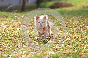 Long haired Chihuahua dog outdoor portrait