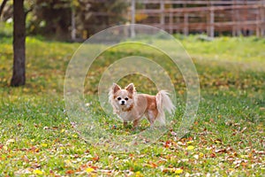 Long haired Chihuahua dog outdoor portrait