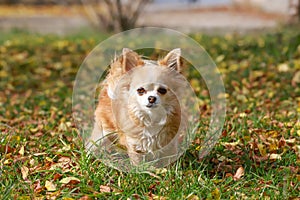 Long haired Chihuahua dog outdoor portrait