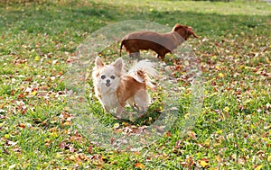 Long haired Chihuahua dog outdoor portrait