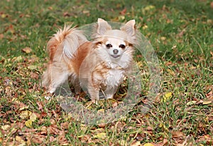 Long haired Chihuahua dog outdoor portrait