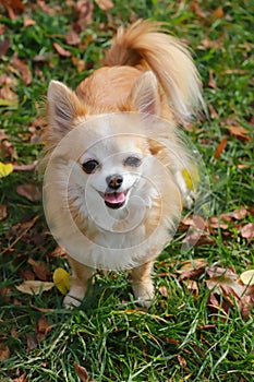 Long haired Chihuahua dog outdoor portrait