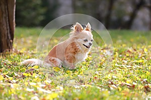 Long haired Chihuahua dog outdoor portrait