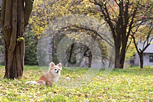 Long haired Chihuahua dog outdoor portrait