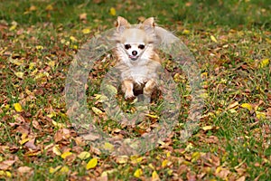 Long haired Chihuahua dog runs in autumn leaves outdoor