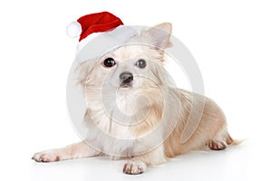 Long-haired chihuahua puppy in christmas cap