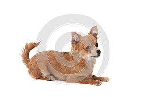 Long haired chihuahua puppy dog
