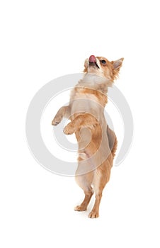 Long haired chihuahua puppy dog doing trick