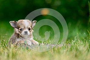 Long-haired Chihuahua Puppy Lies on Grass with its Paws Forward and Looks into Camera